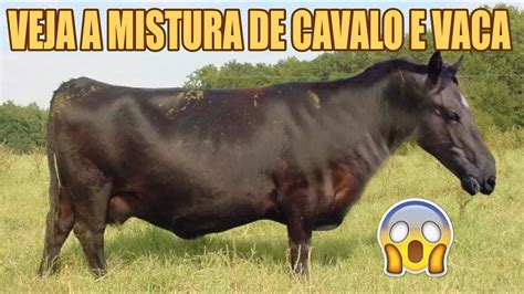 CRUZA DE JUMENTO COM VACA